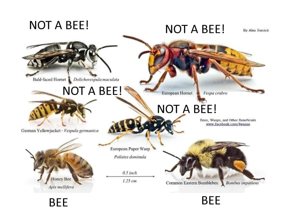 bee-or-not-a-bee